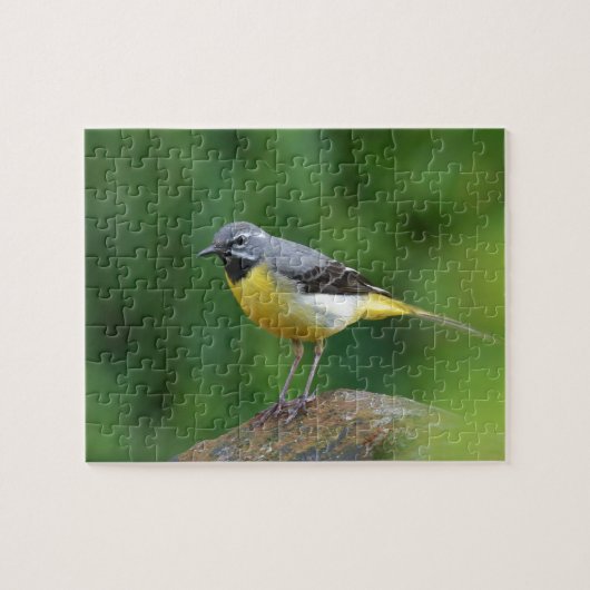 Grijze staart - vogel legpuzzel (Horizontaal)