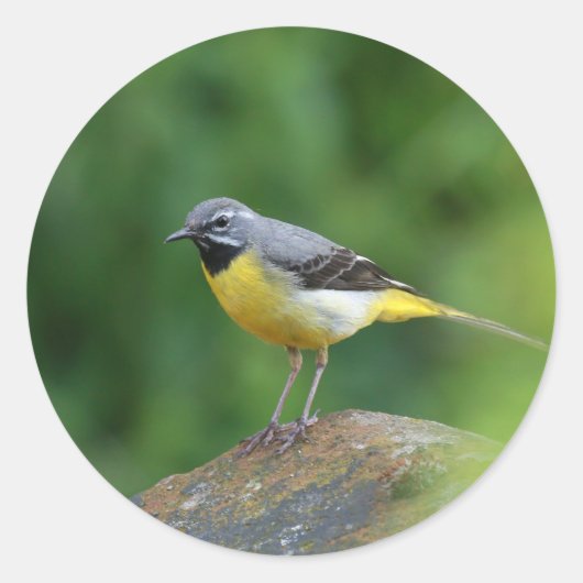 Grijze staart - vogel ronde sticker (Voorkant)