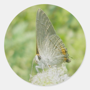 Grijze stekkers van hairstreak Butterfly Ronde Sticker