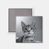 Grijze Tabby Kitten Magnet (Voorkant / Achterkant)