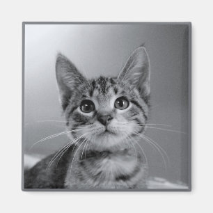 Grijze Tabby Kitten Magnet