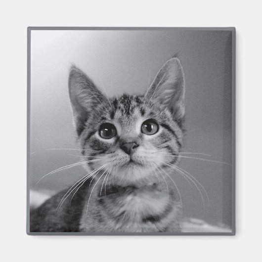 Grijze Tabby Kitten Magnet (Voorkant)