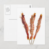 Grijze tijgergarnaal op een helling briefkaart (Voorkant / Achterkant)