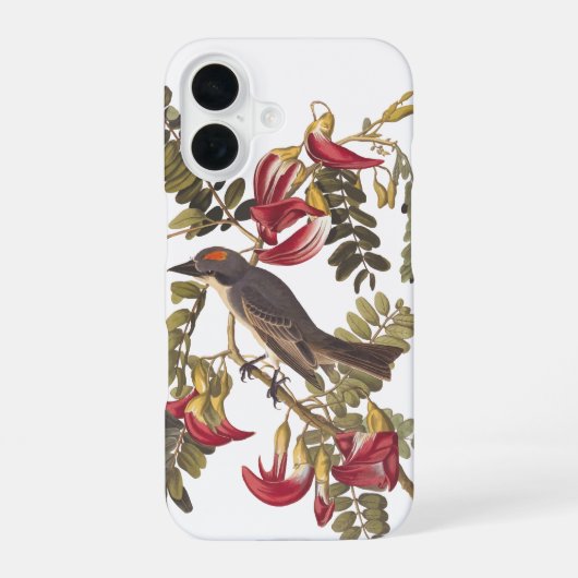 Grijze Tiran Audubon Vogel op Hummingbird Boom iPhone 16 Hoesje (Achterkant)