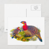 Grijze tragopan briefkaart (Voorkant / Achterkant)