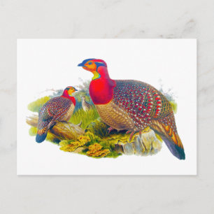 Grijze tragopan briefkaart