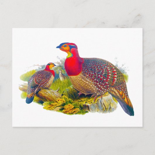 Grijze tragopan briefkaart (Voorkant)