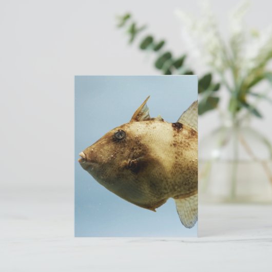 Grijze triggervis briefkaart (Staand voorkant)