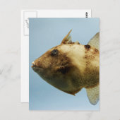 Grijze triggervis briefkaart (Voorkant / Achterkant)