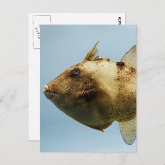 Grijze triggervis briefkaart (Voorkant / Achterkant)