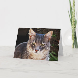 GRIJZE TURKSE KAT PORTRET KAART