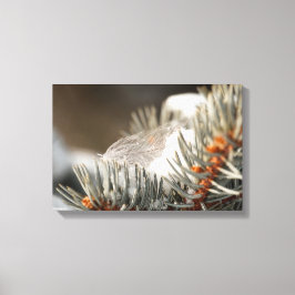 Grijze veer in besneeuwde groenblijvende tak canvas afdruk