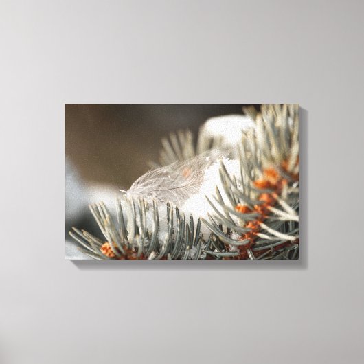 Grijze veer in besneeuwde groenblijvende tak canvas afdruk (Voorkant)