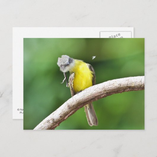 Grijze vliegenvanger briefkaart (Voorkant / Achterkant)