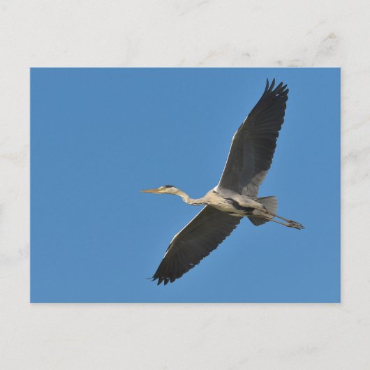 Grijze vogel tijdens de vlucht briefkaart (Voorkant)