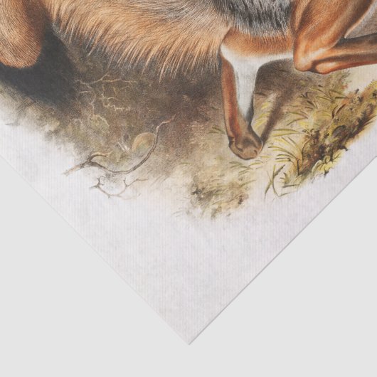 Grijze vos (Canis virginianus) Tissuepapier (Detail)