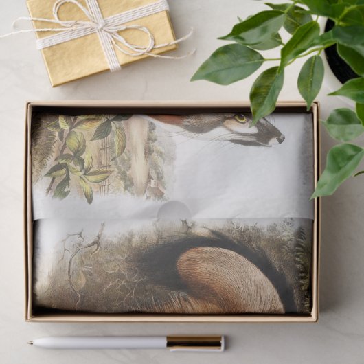 Grijze vos (Canis virginianus) Tissuepapier (Geschenk)