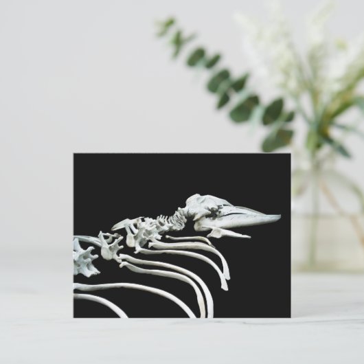 Grijze walvis Fossil Briefkaart (Staand voorkant)