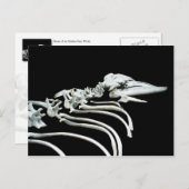 Grijze walvis Fossil Briefkaart (Voorkant / Achterkant)