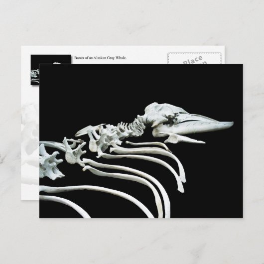 Grijze walvis Fossil Briefkaart (Voorkant / Achterkant)