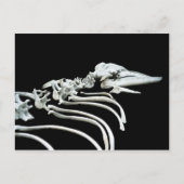 Grijze walvis Fossil Briefkaart (Voorkant)