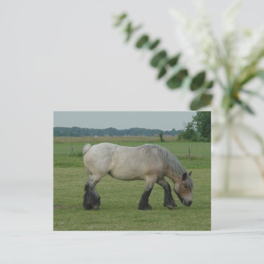 Grijze weiden met Belgische conceptkleuren Briefkaart (Staand voorkant)