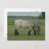 Grijze weiden met Belgische conceptkleuren Briefkaart (Voorkant / Achterkant)