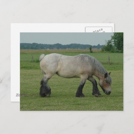 Grijze weiden met Belgische conceptkleuren Briefkaart (Voorkant / Achterkant)