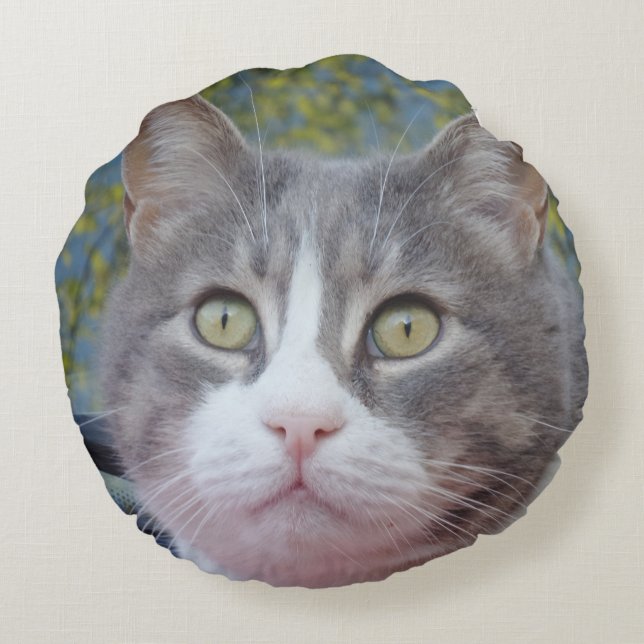 Grijze witte kat rondreg rond kussen (Achterkant)