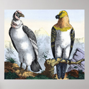 Grijze witte kleur Geel zwarte Eagle Poster