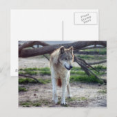 grijze wolf-13 briefkaart (Voorkant / Achterkant)