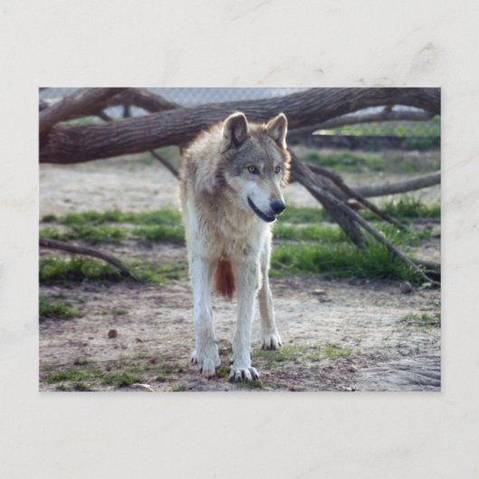grijze wolf-13 briefkaart (Voorkant)