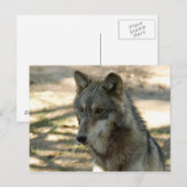 grijze wolf-21 briefkaart (Voorkant / Achterkant)