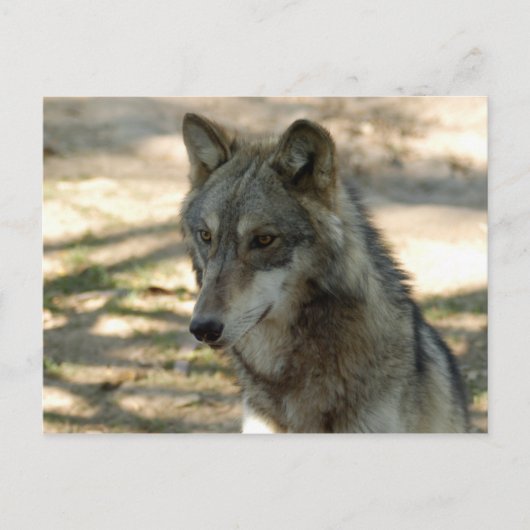 grijze wolf-21 briefkaart (Voorkant)