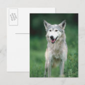 Grijze wolf 2 briefkaart (Voorkant / Achterkant)