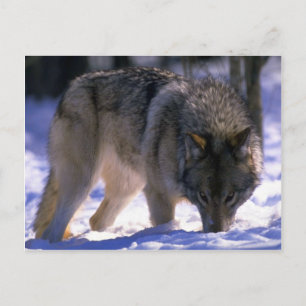 Grijze wolf aan de rand van het sneeuwwoud, oogcon briefkaart