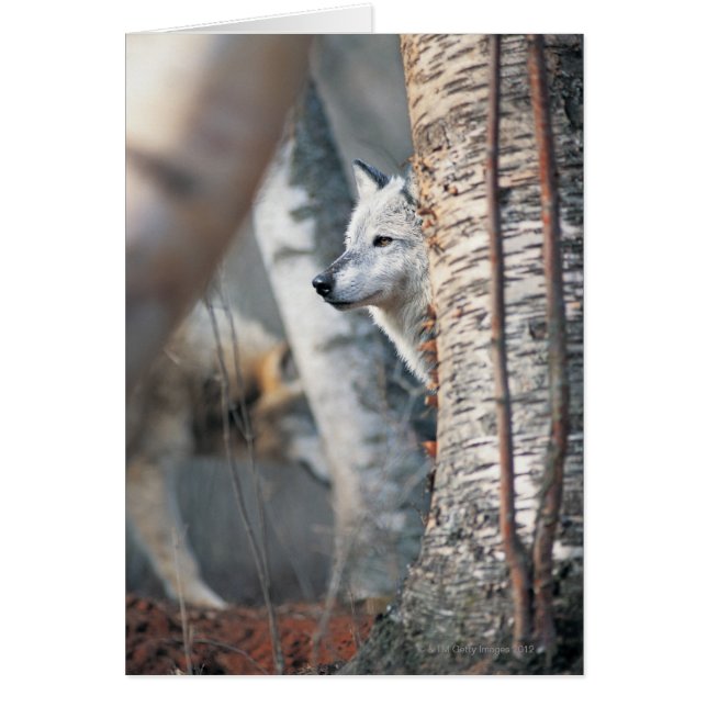 Grijze wolf achter de boom (Voorkant)