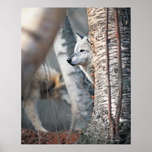 Grijze wolf achter de boom poster (Voorkant)