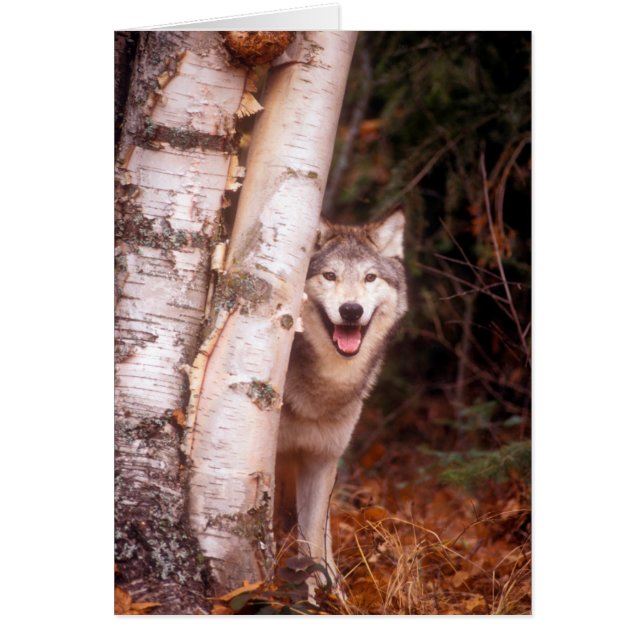 Grijze wolf achter een boom (Voorkant)