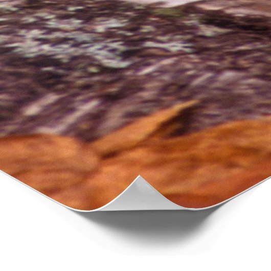 Grijze Wolf achter een boom Poster (Hoek)