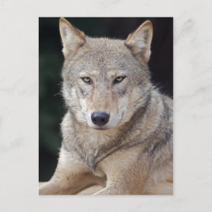 Grijze Wolf Ansichtkaart Briefkaart