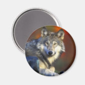 Grijze wolf, bedreigde soorten Digitale Fotografie Magneet (Voorkant / Achterkant)