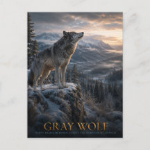 Grijze Wolf Berg Wilderness DIEREN