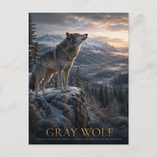 Grijze Wolf Berg Wilderness DIEREN Briefkaart (Voorkant)