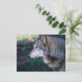 Grijze wolf briefkaart (Staand voorkant)