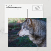 Grijze wolf briefkaart (Voorkant / Achterkant)