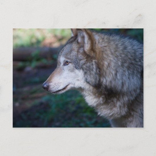 Grijze wolf briefkaart (Voorkant)