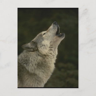 Grijze Wolf Briefkaart