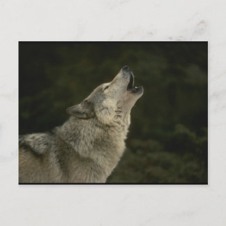 Grijze Wolf Briefkaart