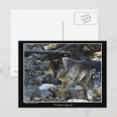 Grijze Wolf Briefkaarten (Voorkant / Achterkant)